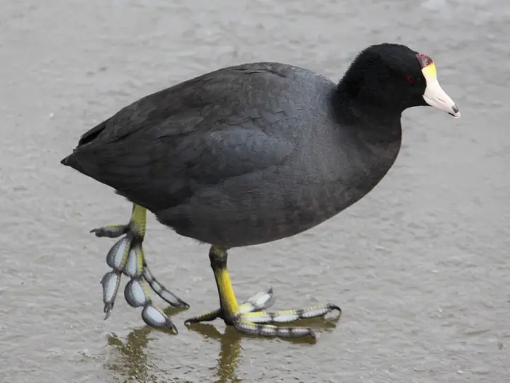 American Coot