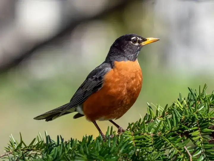 A bird to name