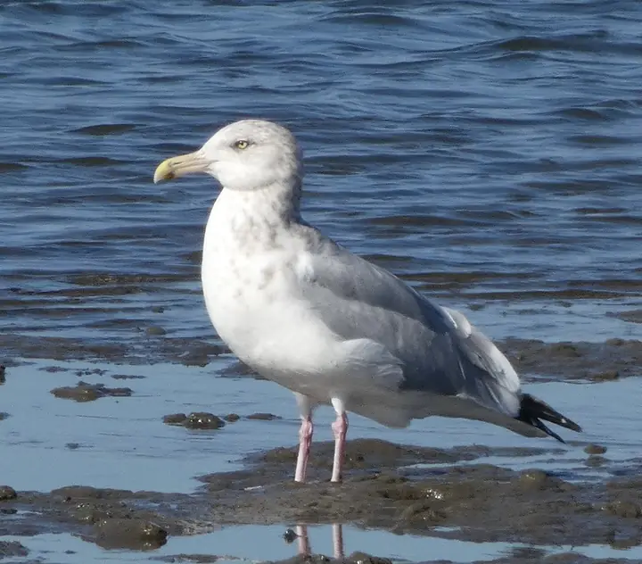 American Herring Gull