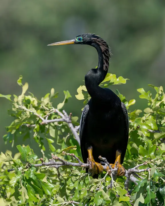 Anhinga