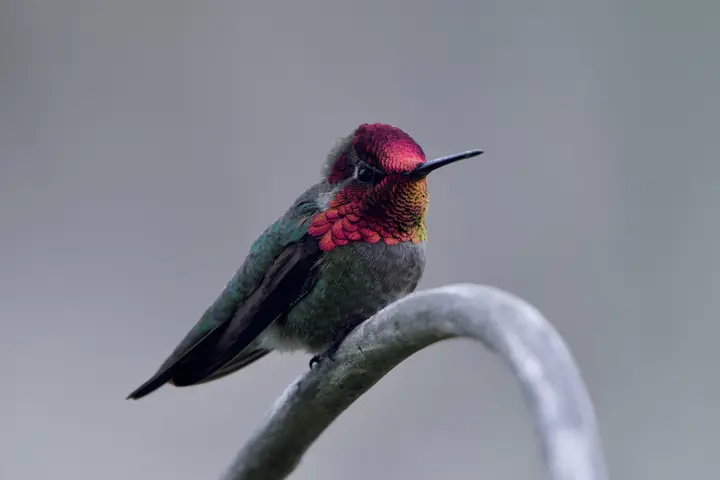 Anna’s Hummingbird