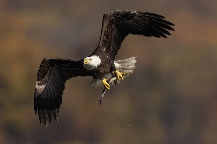 Bald Eagle