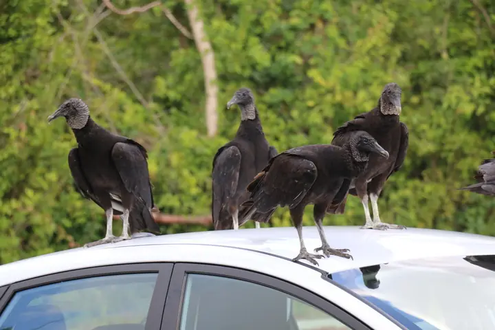 Black Vulture