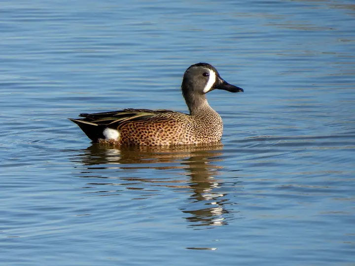 Blue-winged Teal
