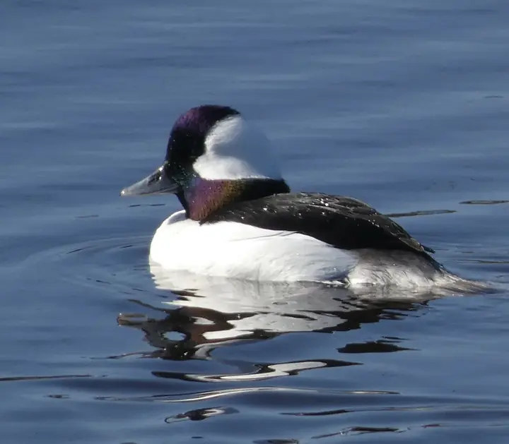 Bufflehead