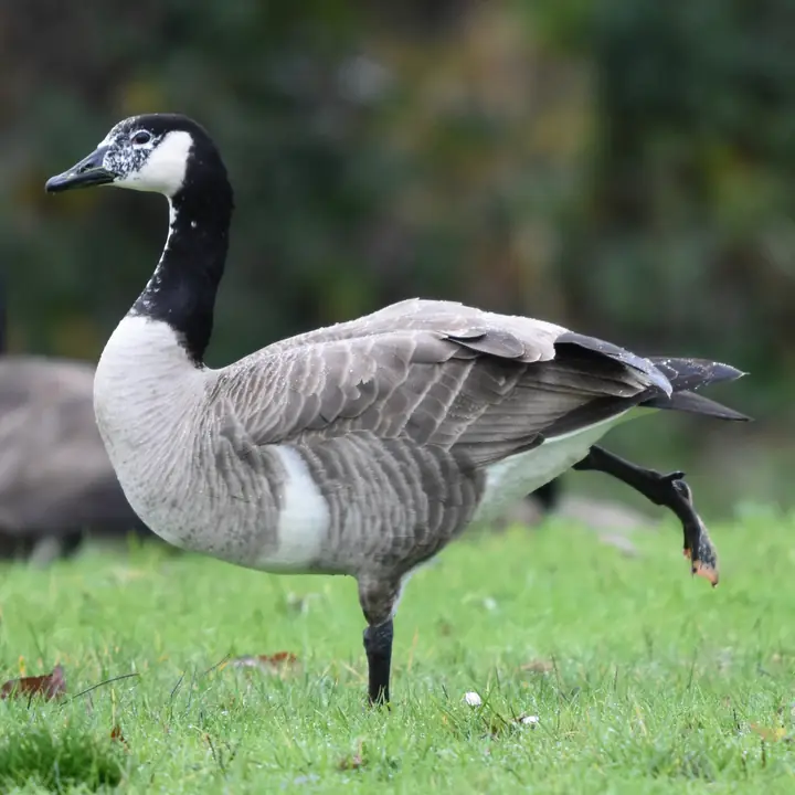 Canada Goose