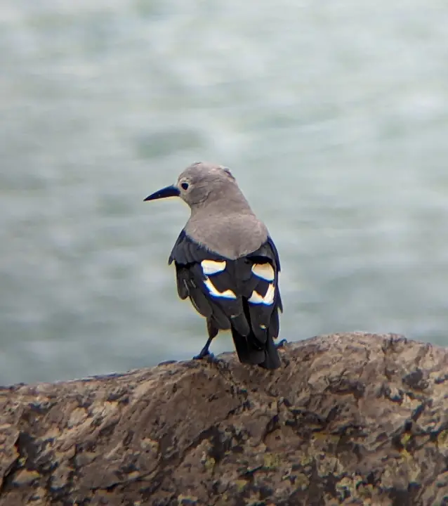 Clark’s Nutcracker