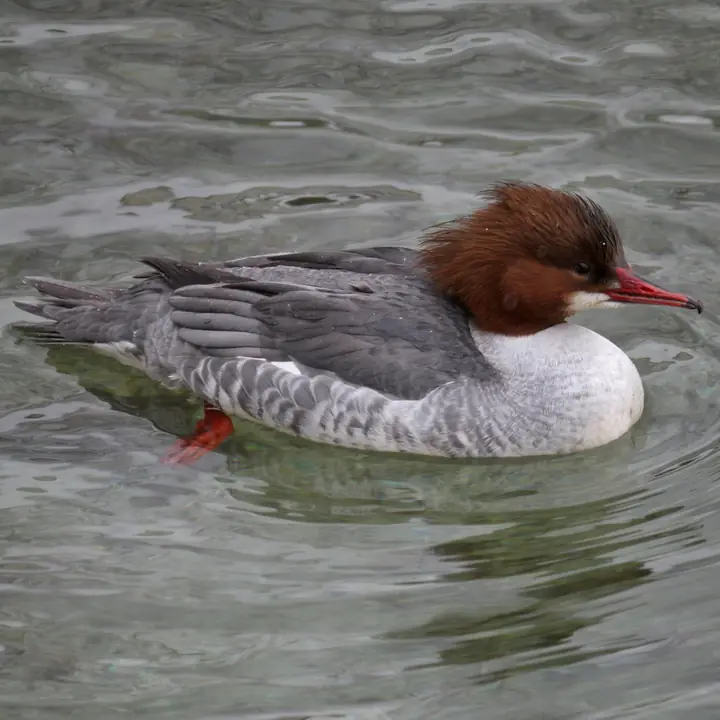 Common Merganser