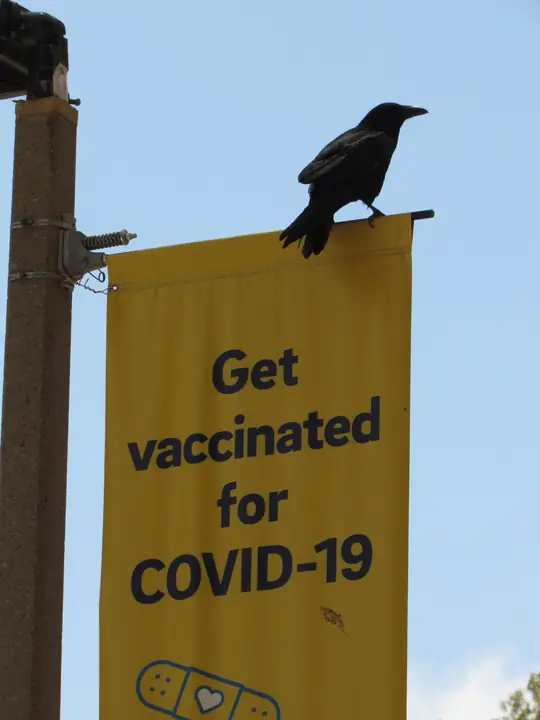 Common Raven