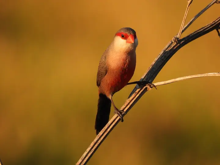 Common Waxbill
