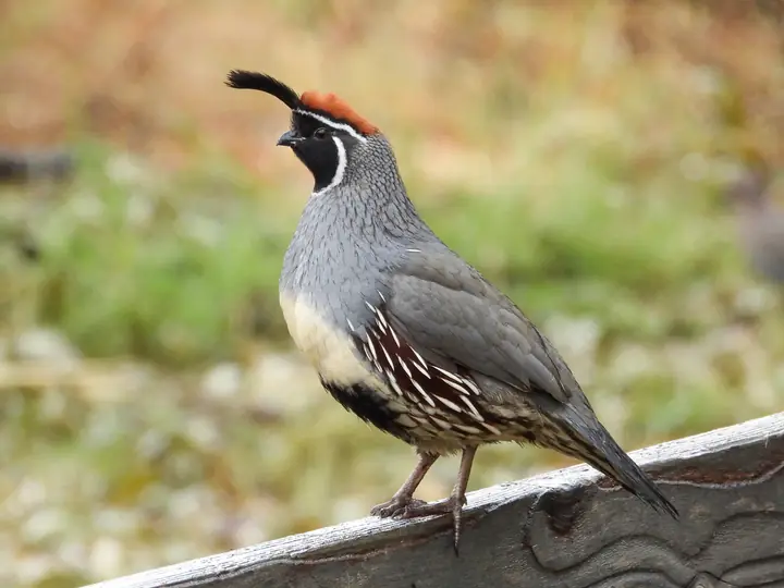 Gambel’s Quail
