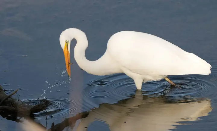 Great Egret
