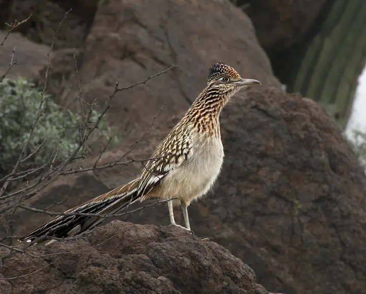 Greater Roadrunner