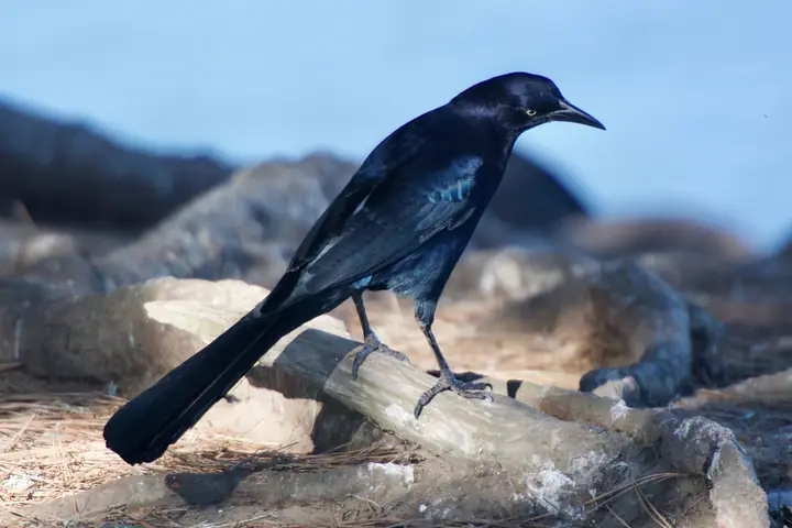 Great-tailed Grackle