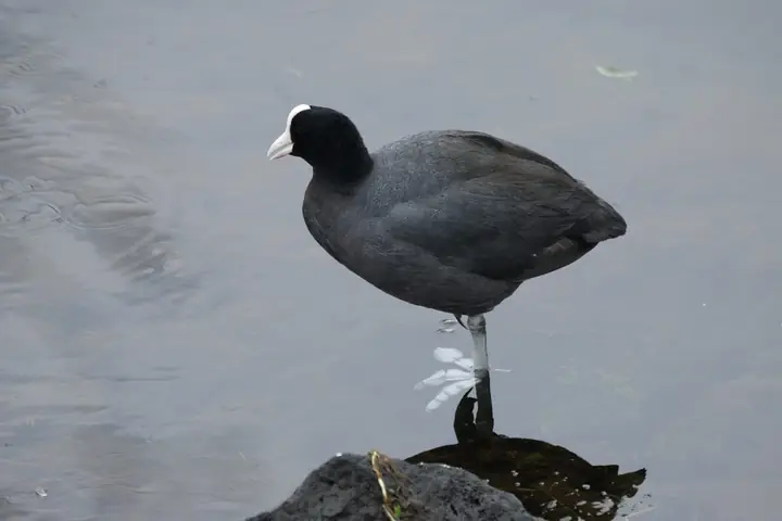 Hawaiian Coot