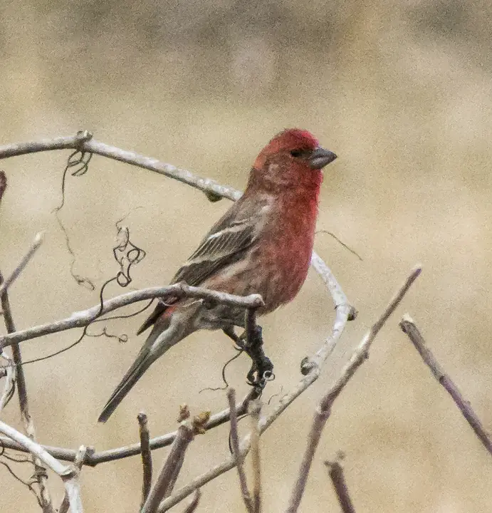 House Finch
