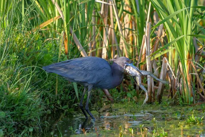 Little Blue Heron
