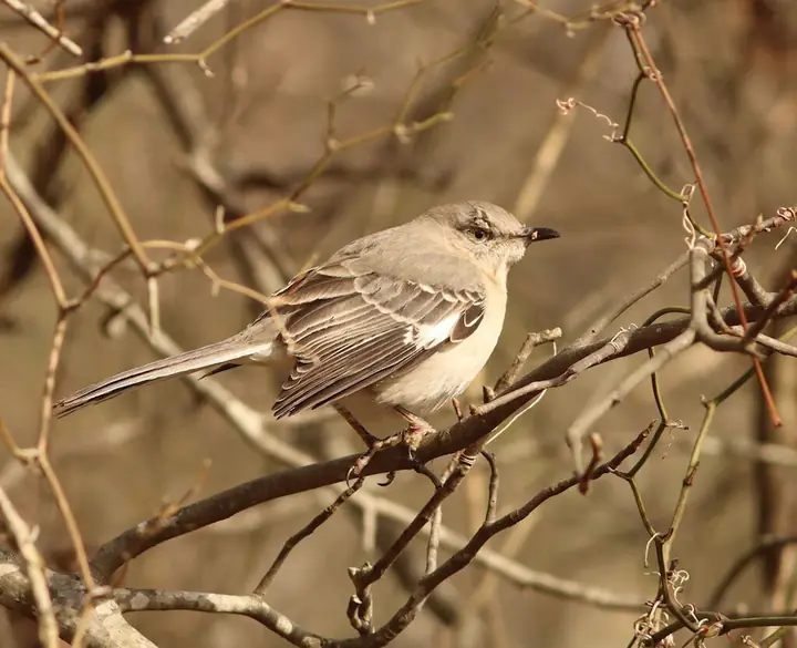 Northern Mockingbird