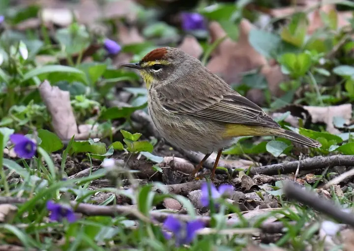 Palm Warbler