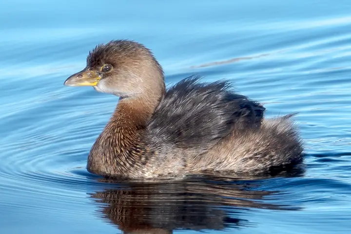 Pied-billed Grebe
