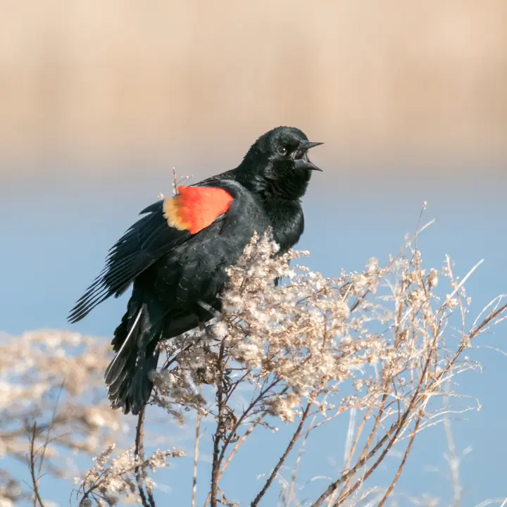 Red-winged Blackbird