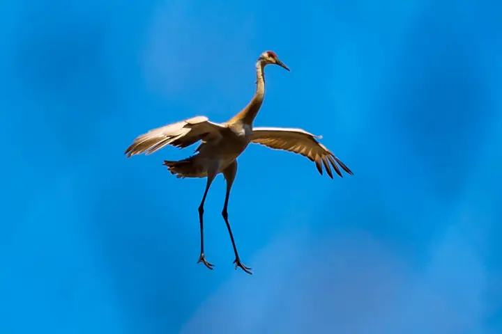 Sandhill Crane