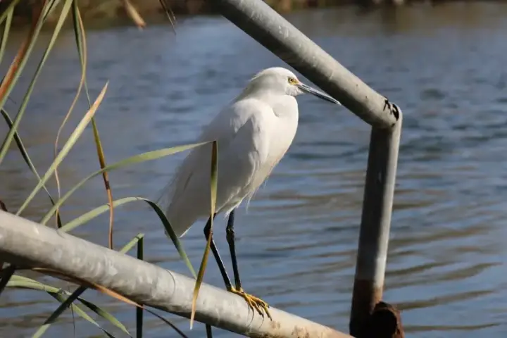 Snowy Egret