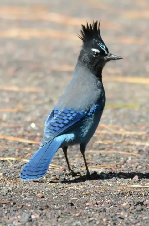 Steller’s Jay