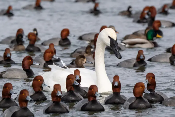 Trumpeter Swan