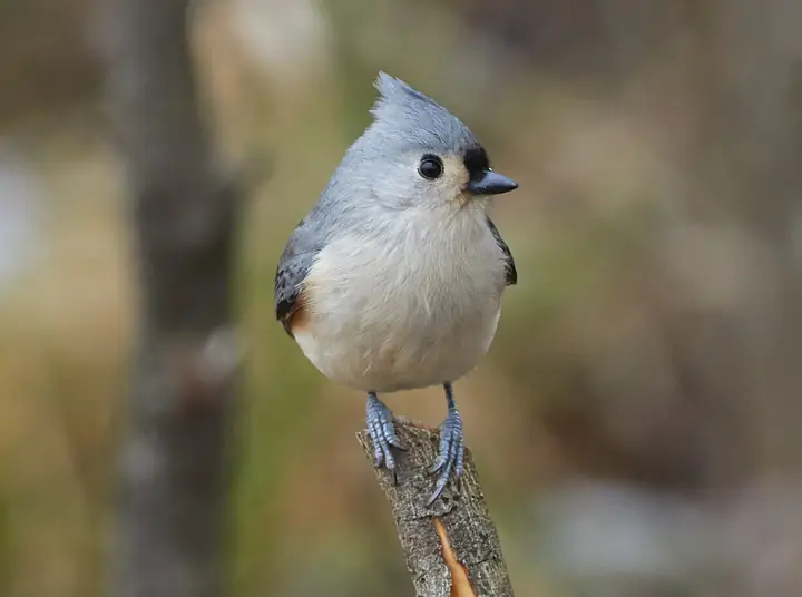 Tufted Titmouse