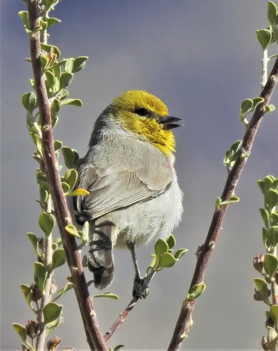 Verdin