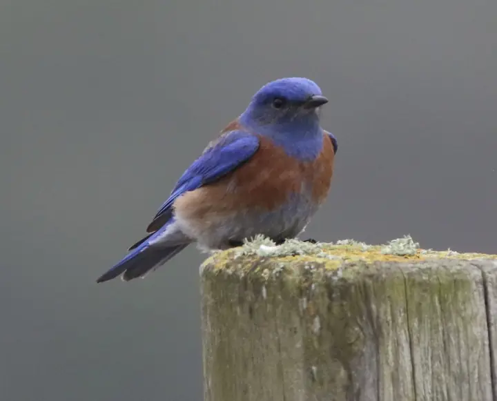 Western Bluebird