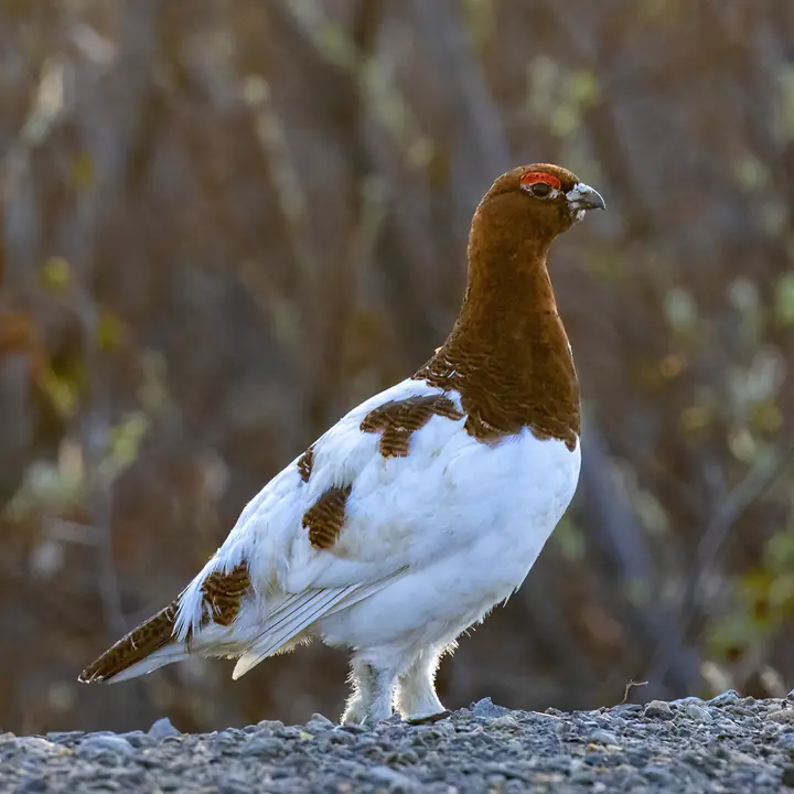 Willow Ptarmigan