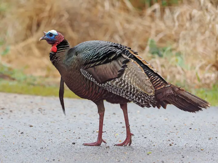 Wild Turkey