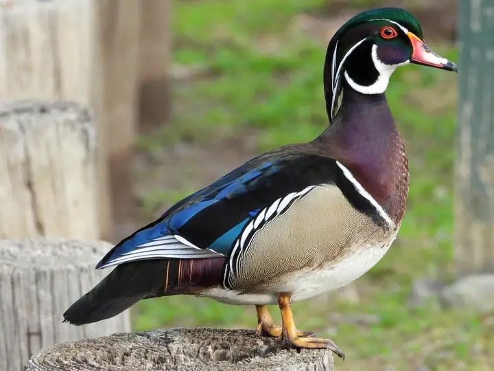 Wood Duck