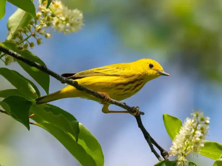 Northern Yellow Warbler